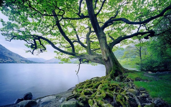 beautiful-tree-and-river